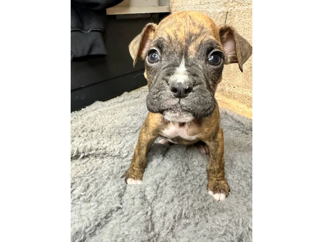 Purebred brindle boxers for sale - 2/19