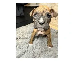 Purebred brindle boxers for sale - 2