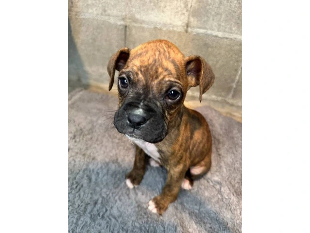 Purebred brindle boxers for sale - 3/19