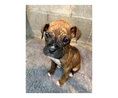 Purebred brindle boxers for sale - 3