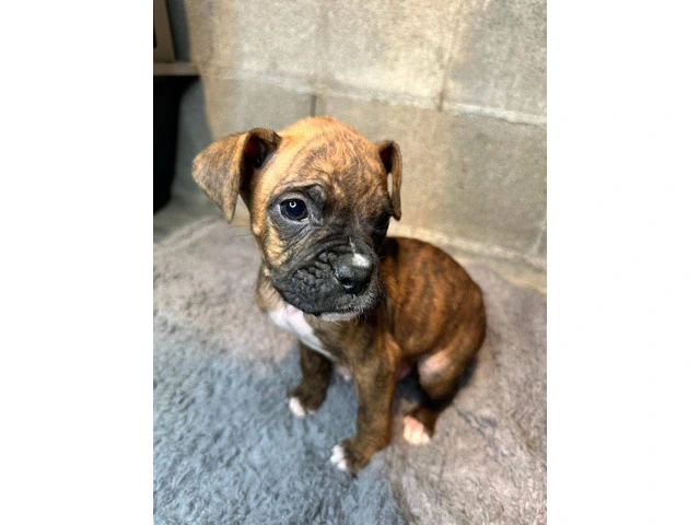 Purebred brindle boxers for sale - 5/19