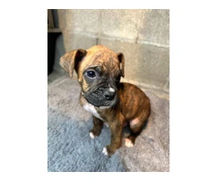 Purebred brindle boxers for sale - 5