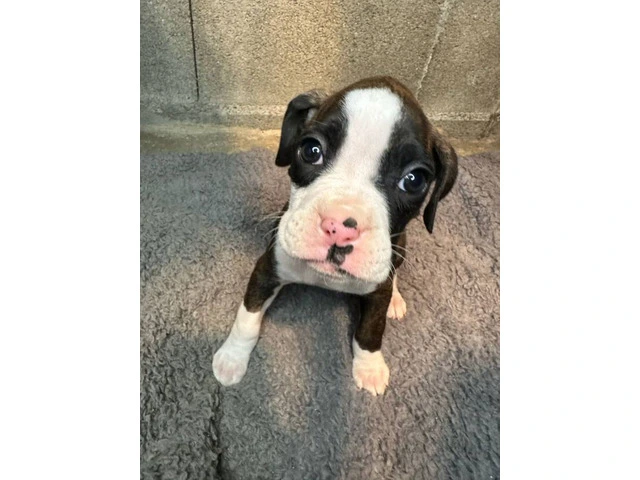 Purebred brindle boxers for sale - 6/19