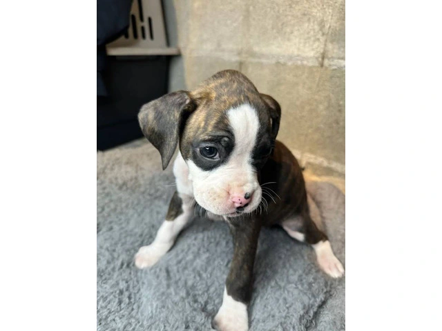 Purebred brindle boxers for sale - 7/19