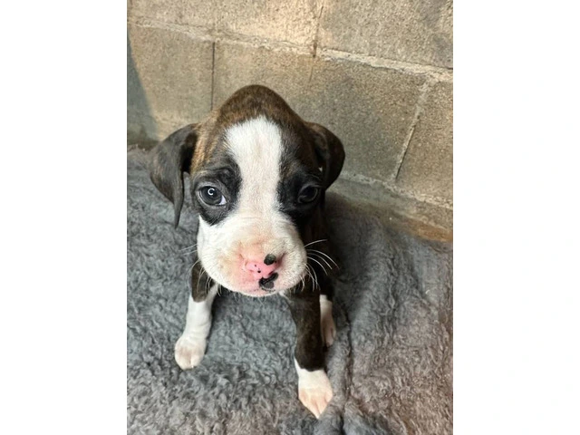 Purebred brindle boxers for sale - 8/19