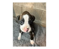 Purebred brindle boxers for sale - 8
