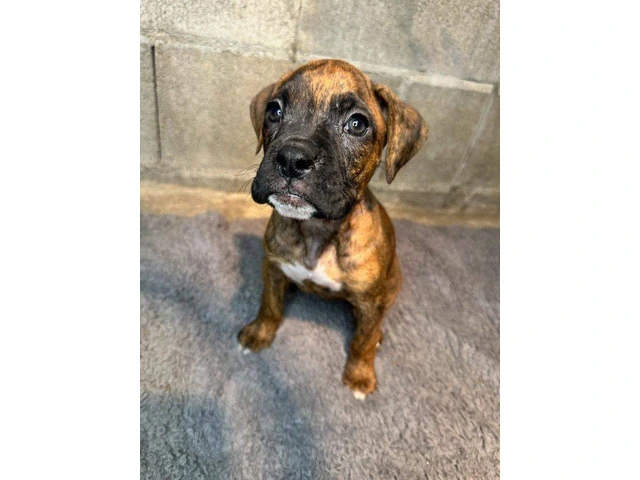 Purebred brindle boxers for sale - 9/19