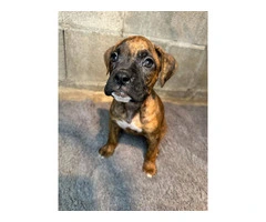 Purebred brindle boxers for sale - 9