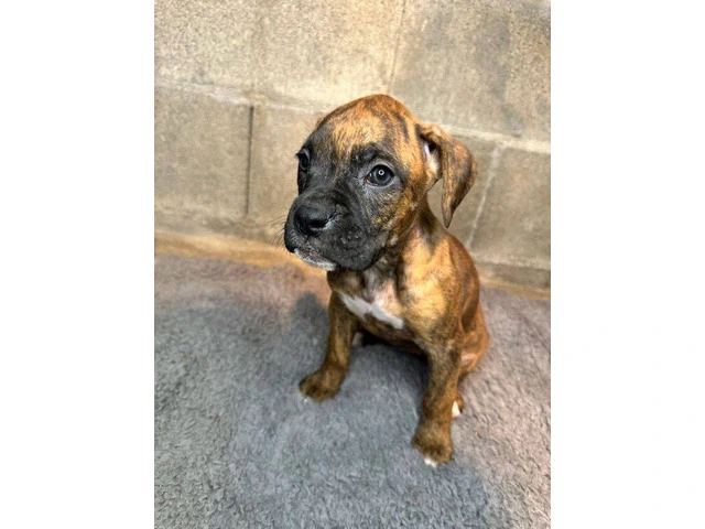 Purebred brindle boxers for sale - 10/19