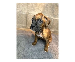 Purebred brindle boxers for sale - 10