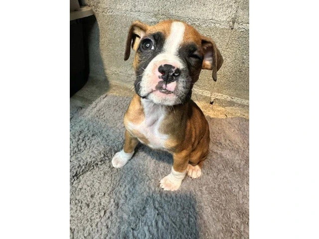 Purebred brindle boxers for sale - 11/19
