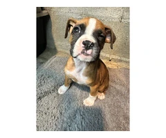 Purebred brindle boxers for sale - 11