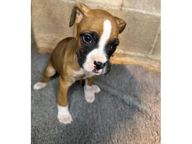 Purebred brindle boxers for sale - 12/19