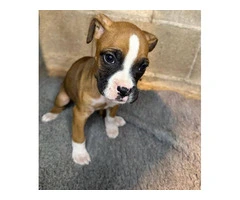 Purebred brindle boxers for sale - 12