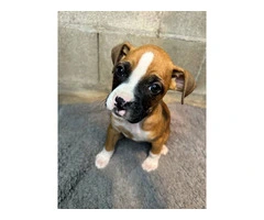 Purebred brindle boxers for sale - 14