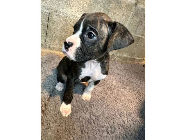 Purebred brindle boxers for sale - 15/19