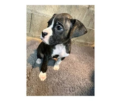 Purebred brindle boxers for sale - 15