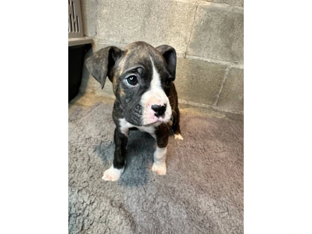 Purebred brindle boxers for sale - 16/19