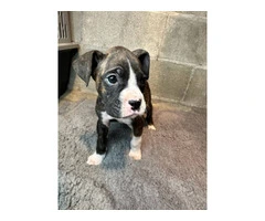 Purebred brindle boxers for sale - 16