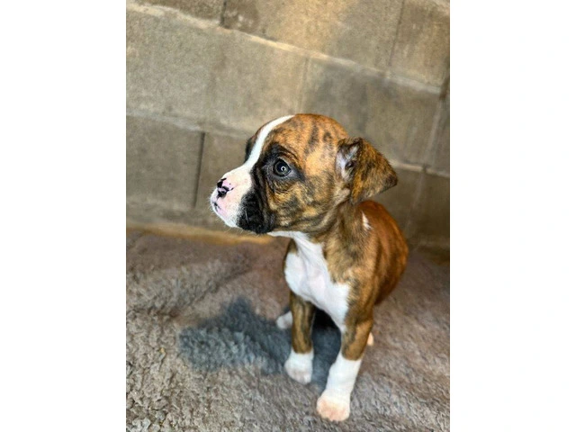 Purebred brindle boxers for sale - 17/19