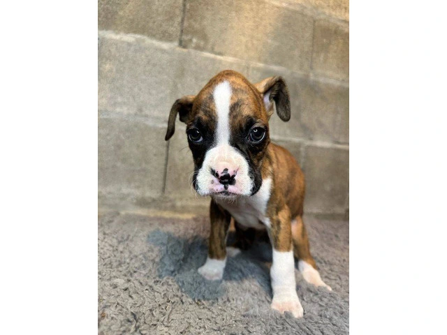 Purebred brindle boxers for sale - 18/19