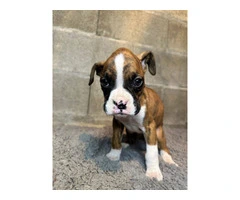Purebred brindle boxers for sale - 18