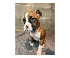 Purebred brindle boxers for sale - 19
