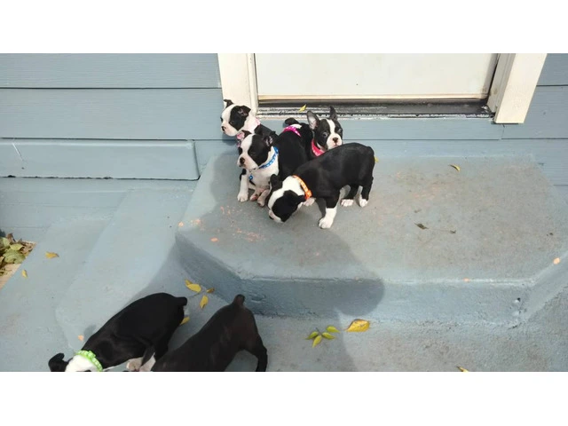 Fullblooded Boston terrier puppies - 7/7