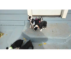 Fullblooded Boston terrier puppies - 7