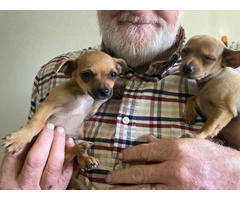 4 little Chiweenie puppies available