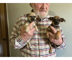 4 little Chiweenie puppies available - 3