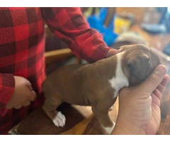 2 flashy fawn boxer puppies for sale