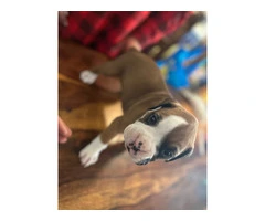 2 flashy fawn boxer puppies for sale - 3