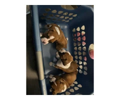 2 flashy fawn boxer puppies for sale - 4