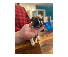 2 flashy fawn boxer puppies for sale - 5