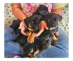 Healthy & chubby Mutt puppies - 2
