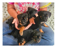 Healthy & chubby Mutt puppies - 3