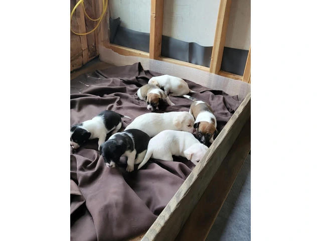 Gorgeous Jackabee puppies - 4/4