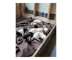 Gorgeous Jackabee puppies - 4