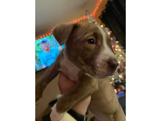 Sweet blue eyed Pitbull puppy - 4/4