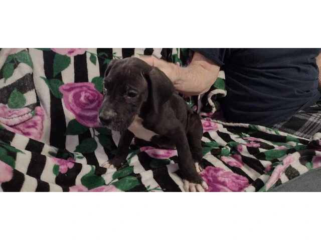 Full-blooded Great Dane puppies - 3/7