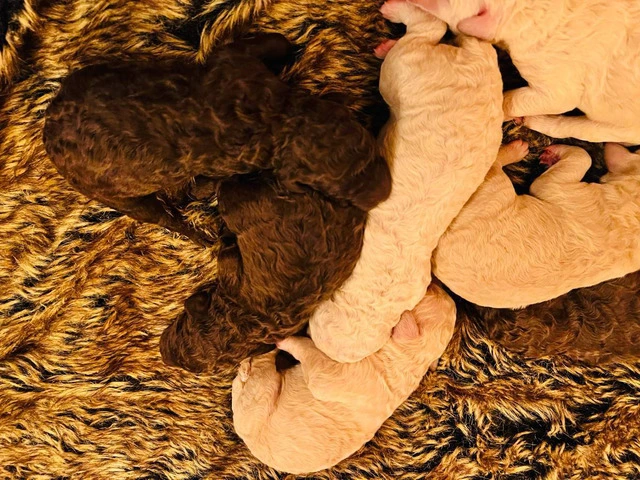 7 adorable standard poodles for sale - 2/16