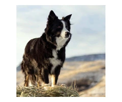 ASDR Australian Shepherd puppies for sale - 2