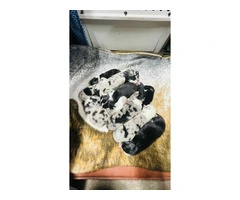 ASDR Australian Shepherd puppies for sale - 4