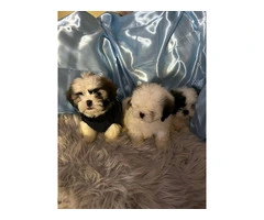 Cute and playful Shih Tzu puppies - 3