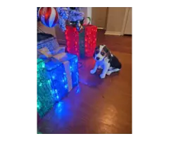 Purebred Christmas Beagle puppies for sale