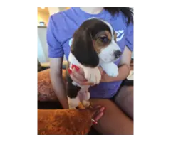 Purebred Christmas Beagle puppies for sale - 2