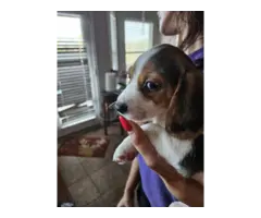 Purebred Christmas Beagle puppies for sale - 4