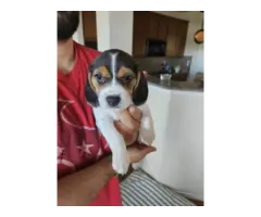 Purebred Christmas Beagle puppies for sale - 5