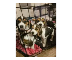 Purebred Christmas Beagle puppies for sale - 7